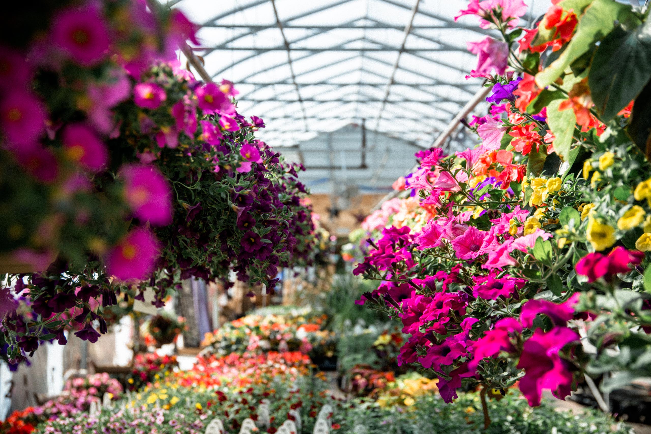 Planting Instructions