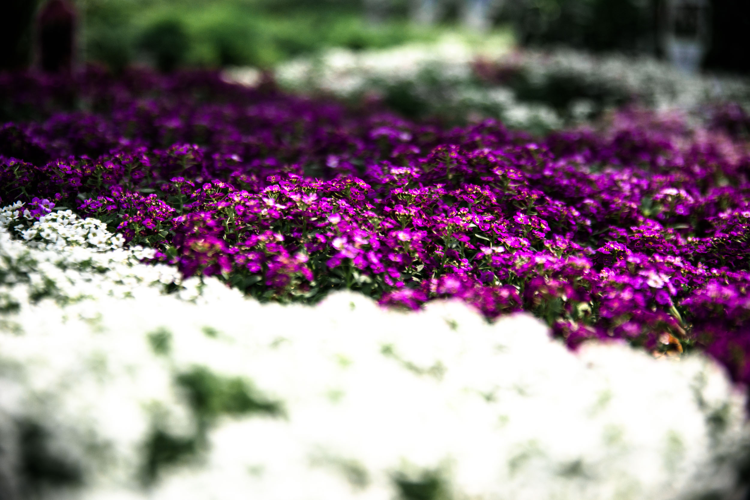 The Three Kinds of May Two-Four Gardeners