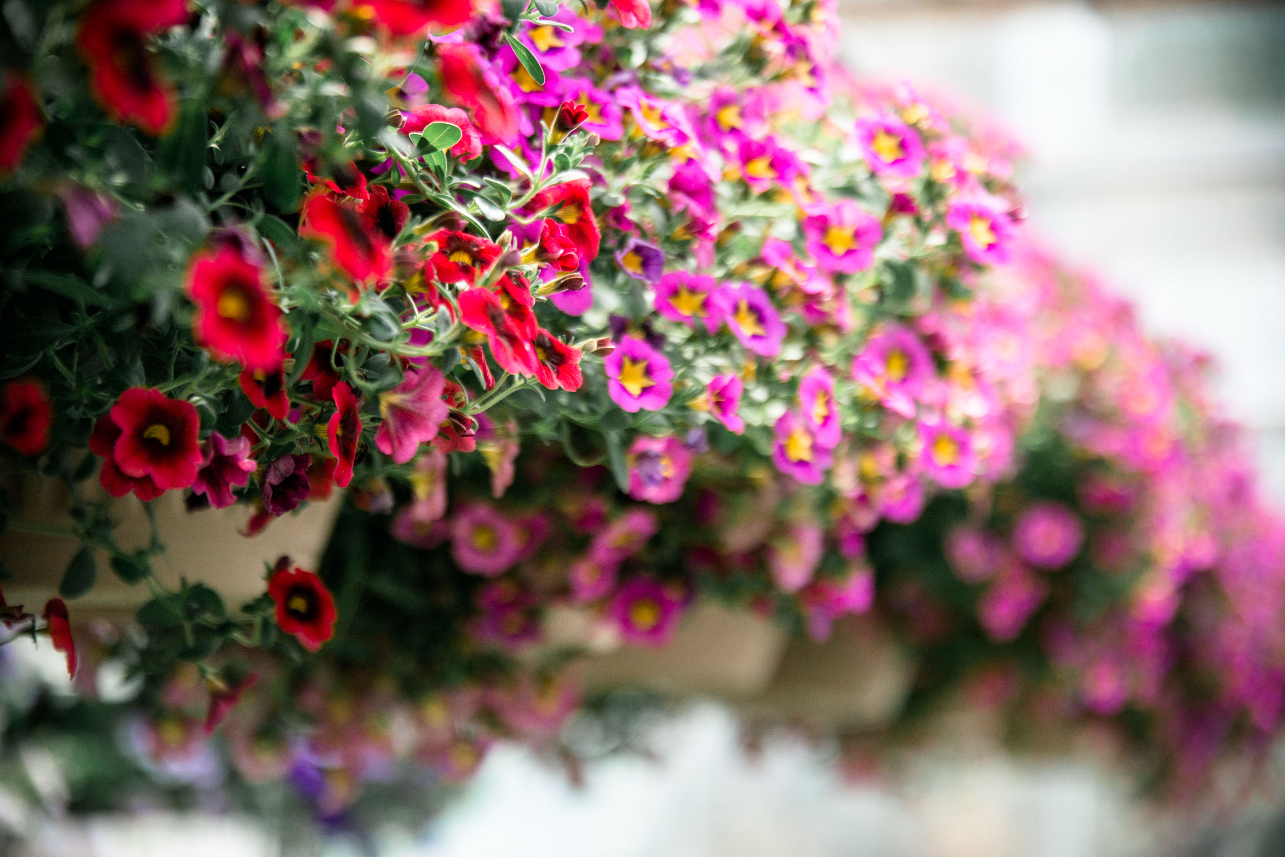 Watering Instructions