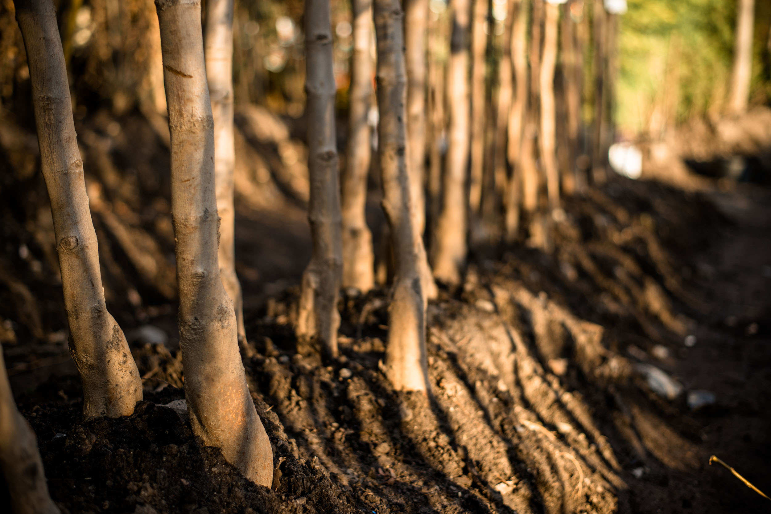 How to Water a Tree: Video tutorial