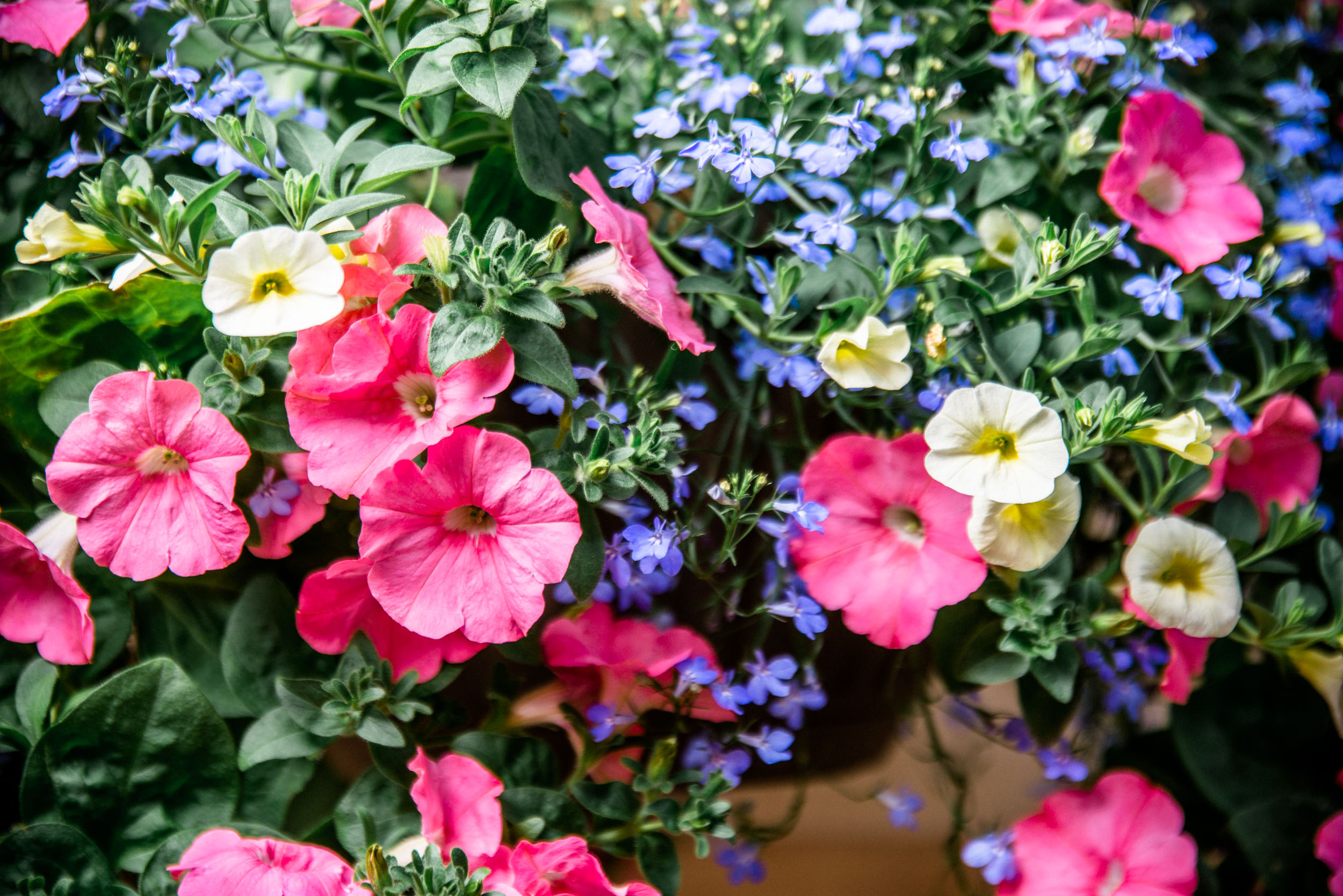 What Moms Favourite Flower Says About Her