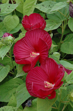 Tuff Stuff™ Red Hydrangea