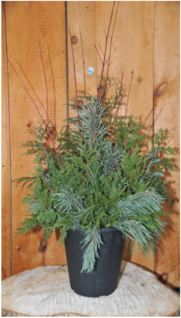 A black planter is filled with evergreen cuttings